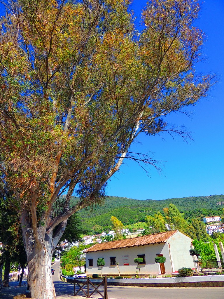 Foto de El Bosque (Cádiz), España