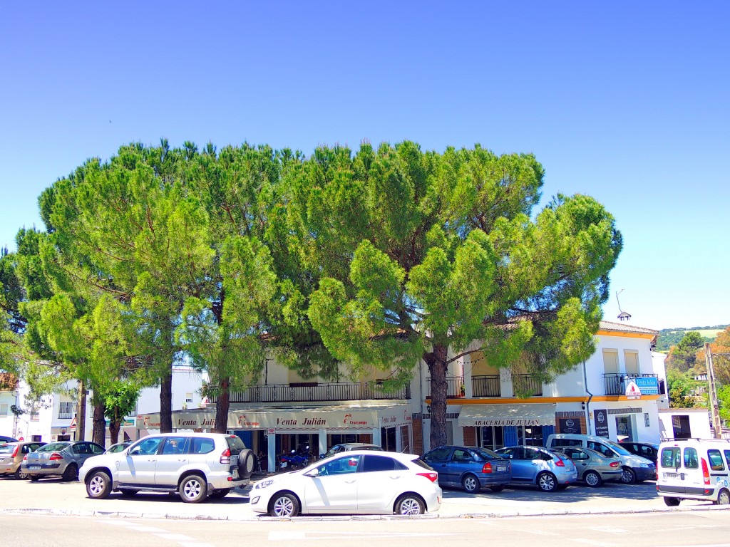 Foto de El Bosque (Cádiz), España