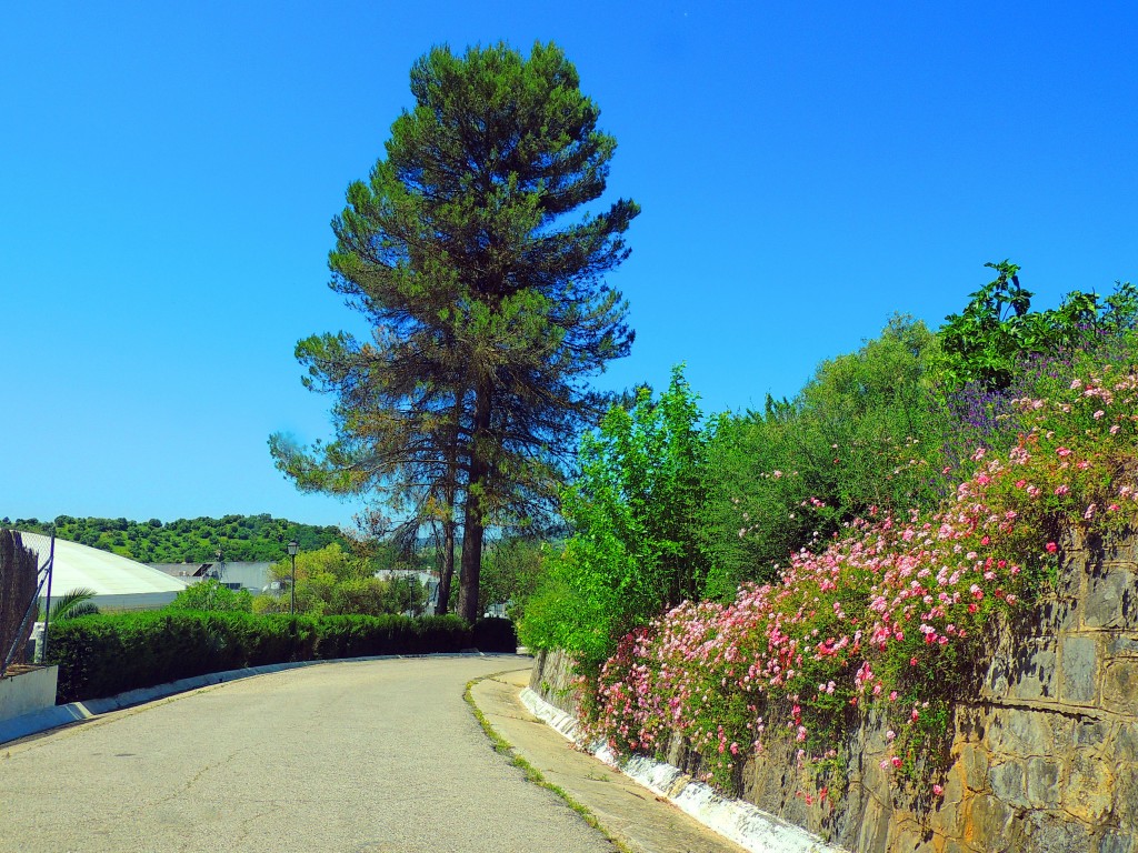 Foto de El Bosque (Cádiz), España