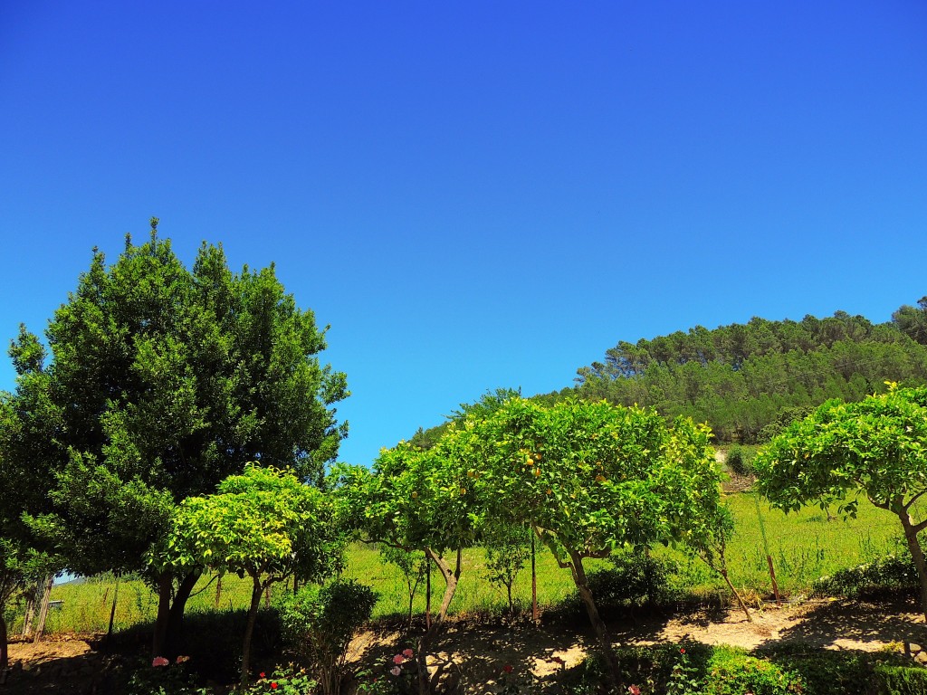 Foto de El Bosque (Cádiz), España