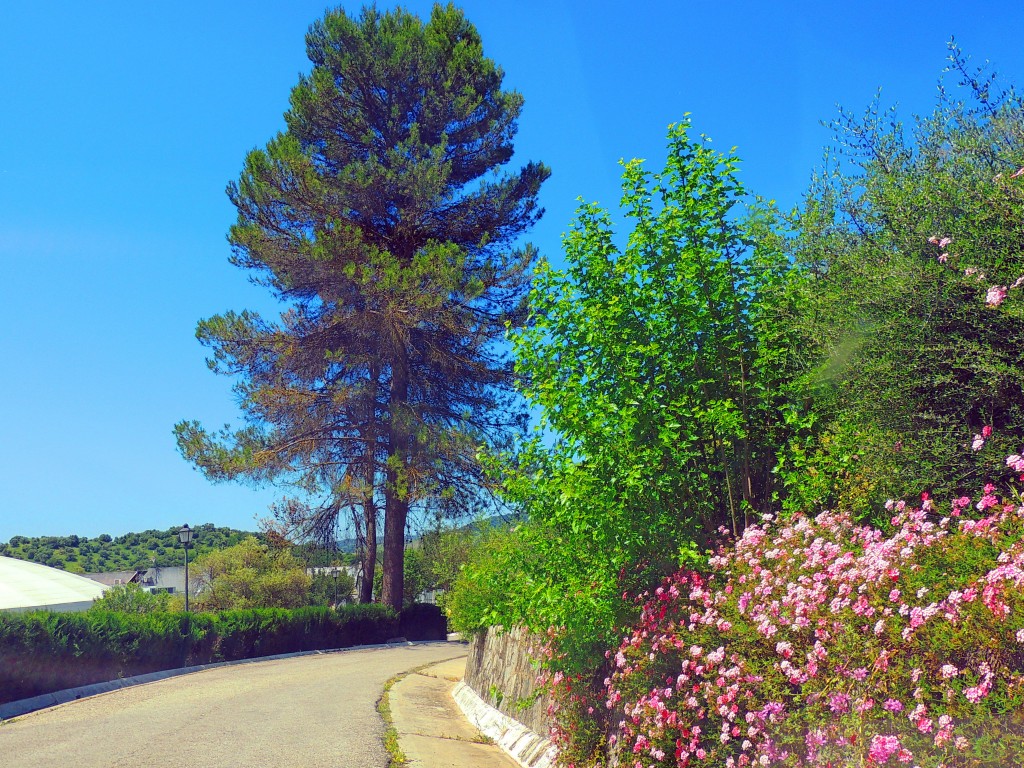 Foto de El Bosque (Cádiz), España