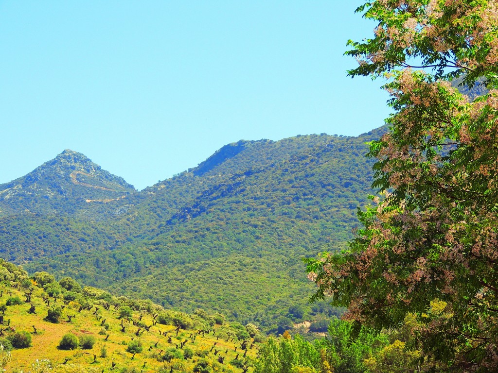 Foto de El Bosque (Cádiz), España