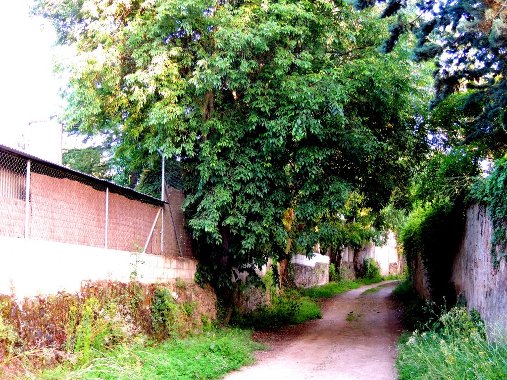 Foto de Santa María de Trassierra (Córdoba), España