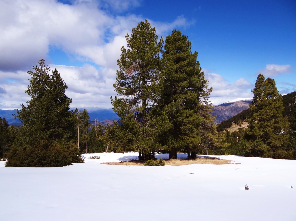 Foto: Parc Natural del Cadí-Moixeró - La Vansa (Lleida), España