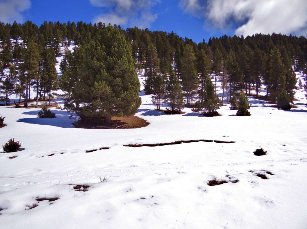 Foto: Parc Natural del Cadí-Moixeró - La Vansa (Lleida), España