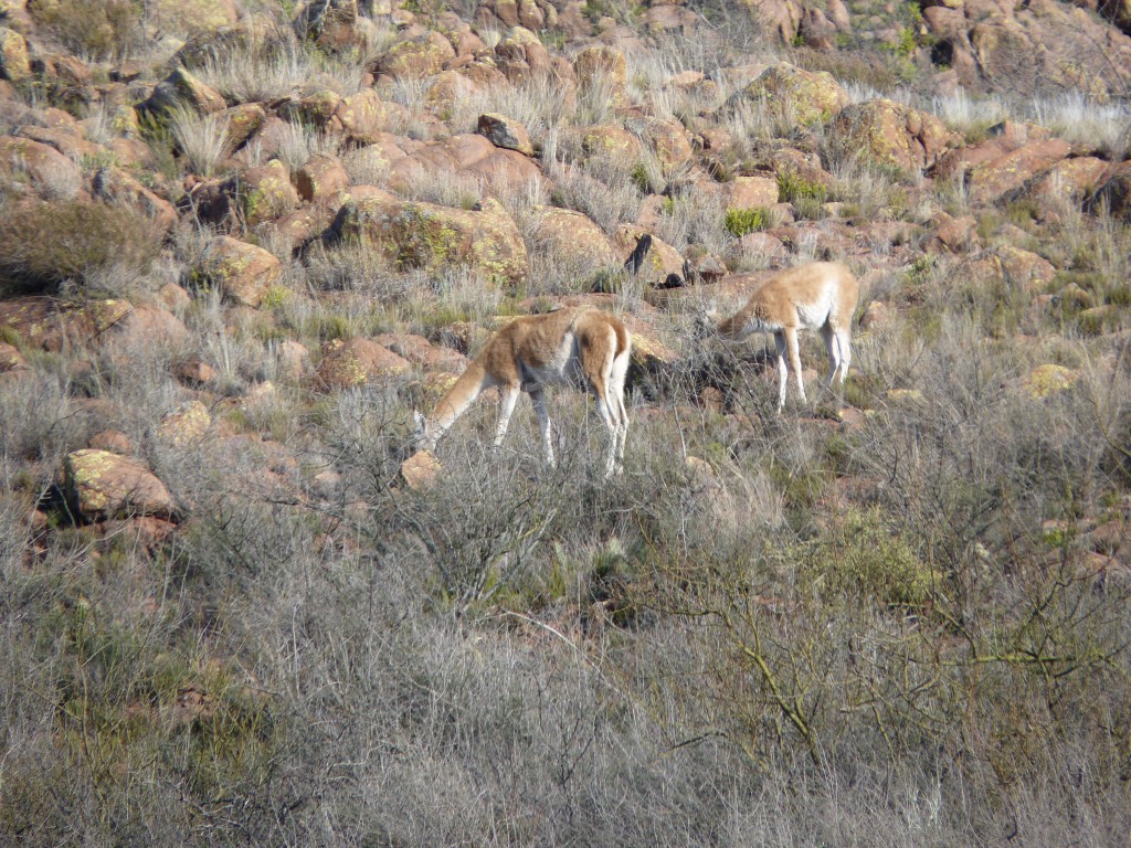 Foto: Parque Nacional Lihué Calel - Lihué Calel (La Pampa), Argentina