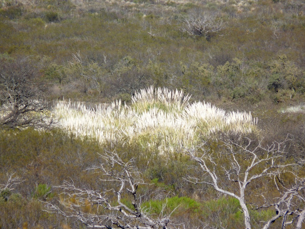 Foto: Parque Nacional Lihué Calel. - Lihué Calel (La Pampa), Argentina