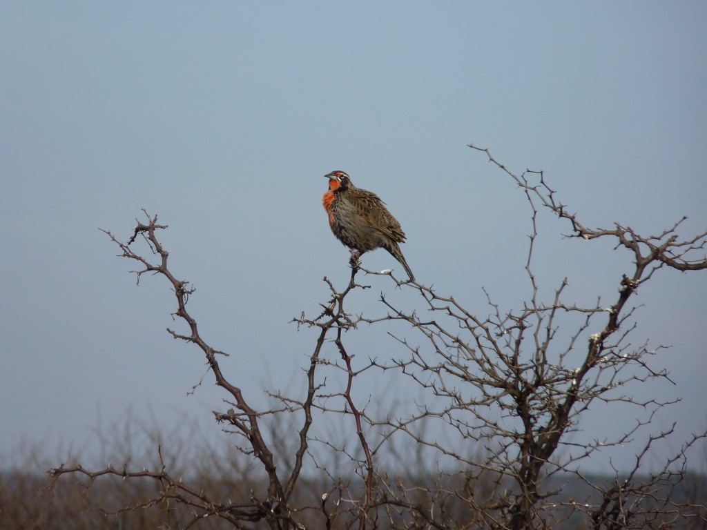 Foto: Loica - Santa Rosa (La Pampa), Argentina