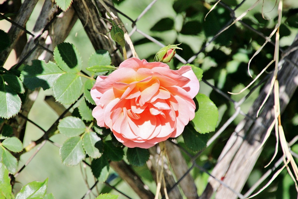 Foto: Exposición de rosas - Barcelona (Cataluña), España