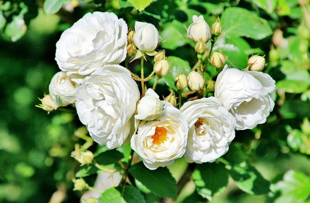 Foto: Exposición de rosas - Barcelona (Cataluña), España