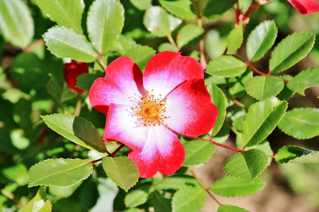 Foto: Exposición de rosas - Barcelona (Cataluña), España