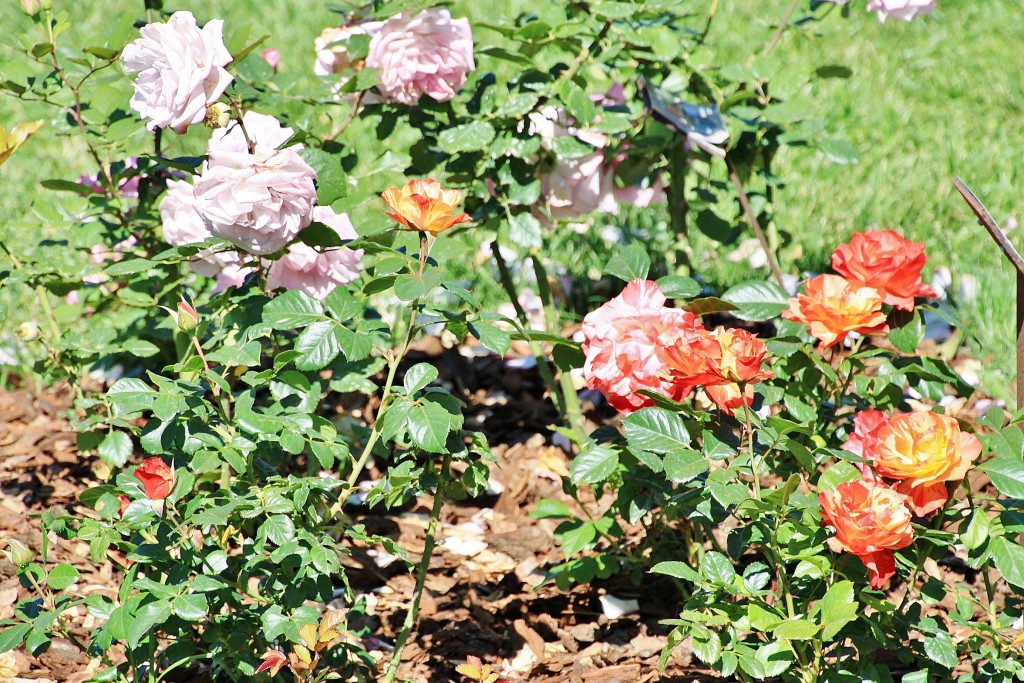 Foto: Exposición de rosas - Barcelona (Cataluña), España