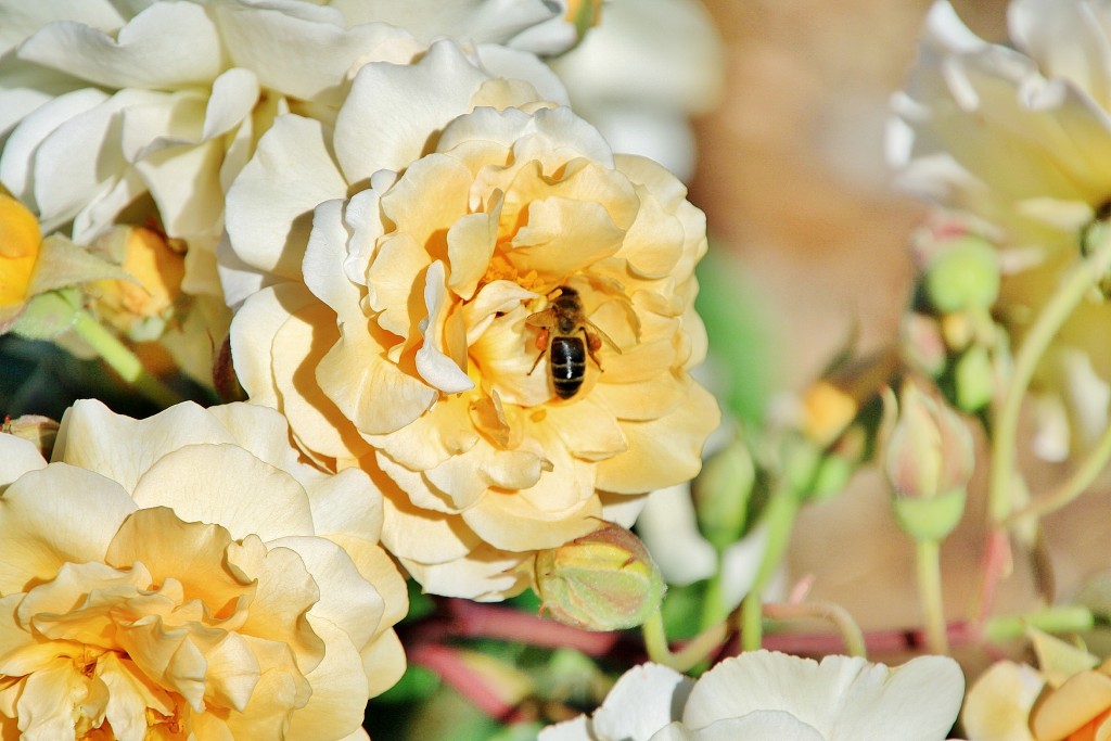 Foto: Exposición de rosas - Barcelona (Cataluña), España