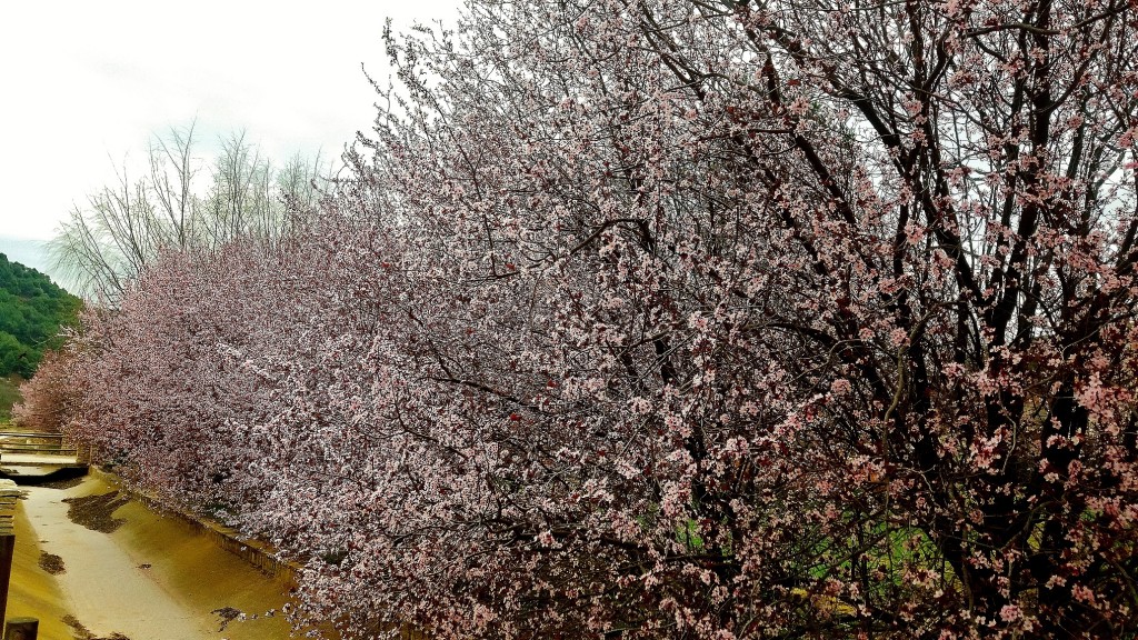 Foto: Arboles en flor - Anento (Zaragoza), España