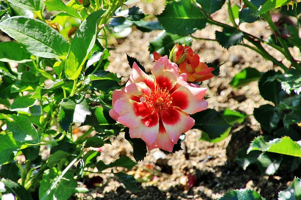 Foto: Exposición de rosas - Barcelona (Cataluña), España