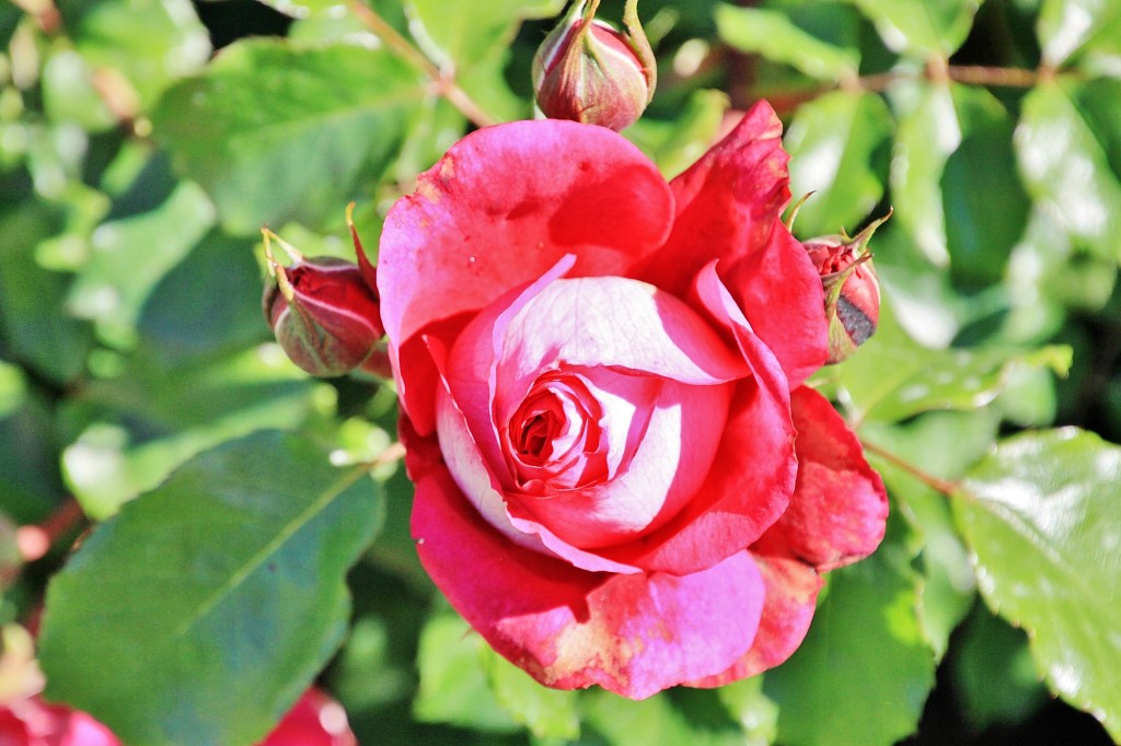 Foto: Exposición de rosas - Barcelona (Cataluña), España