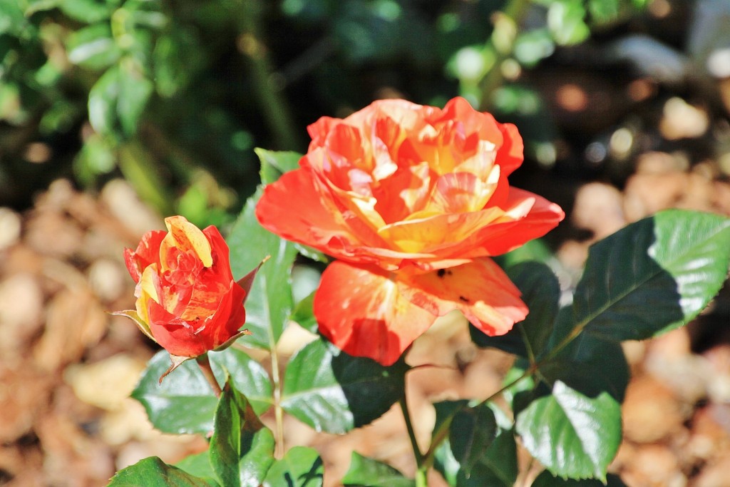 Foto: Exposición de rosas - Barcelona (Cataluña), España