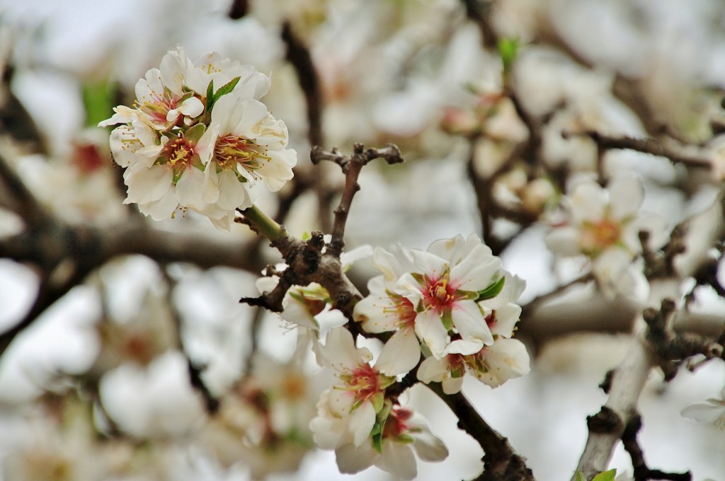 Foto: Arbol en flor - Anento (Zaragoza), España