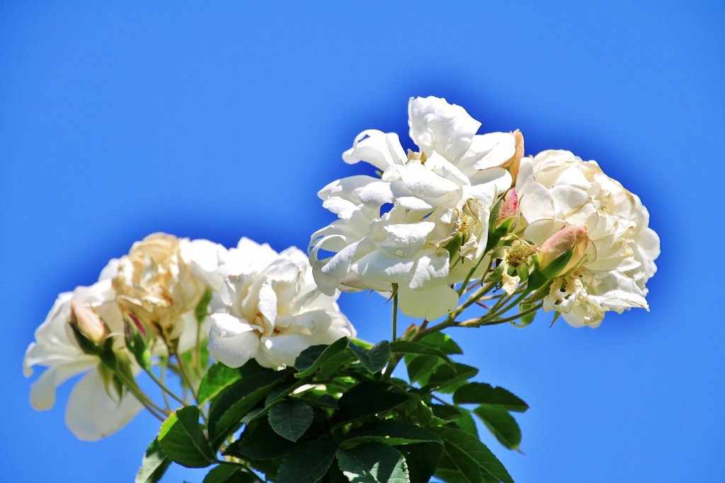 Foto: Exposición de rosas - Barcelona (Cataluña), España