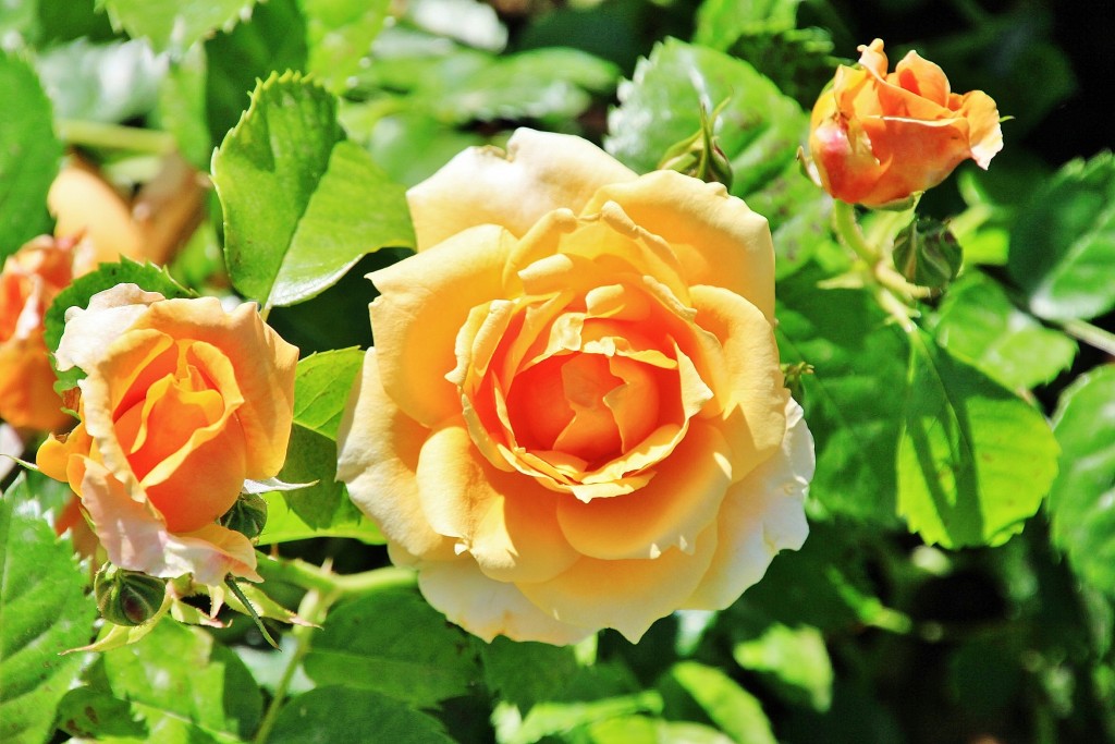 Foto: Exposición de rosas - Barcelona (Cataluña), España