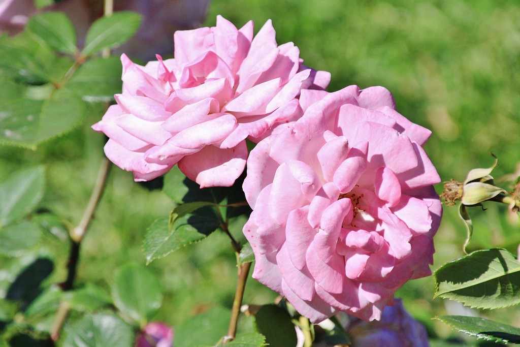 Foto: Exposición de rosas - Barcelona (Cataluña), España