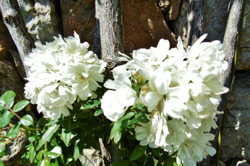 Foto: Exposición de rosas - Barcelona (Cataluña), España