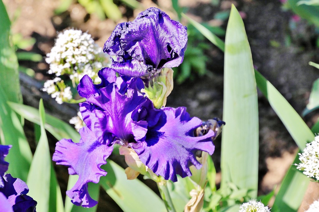 Foto: Flores - Barcelona (Cataluña), España