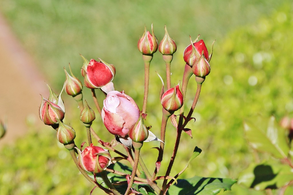 Foto: Exposición de rosas - Barcelona (Cataluña), España