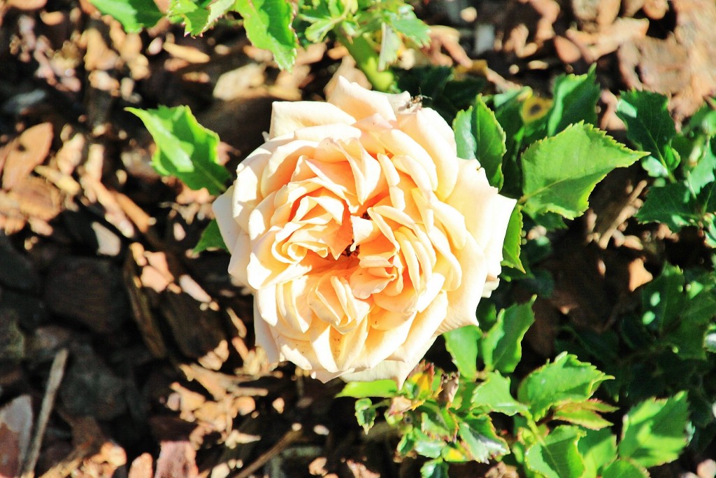 Foto: Exposición de rosas - Barcelona (Cataluña), España