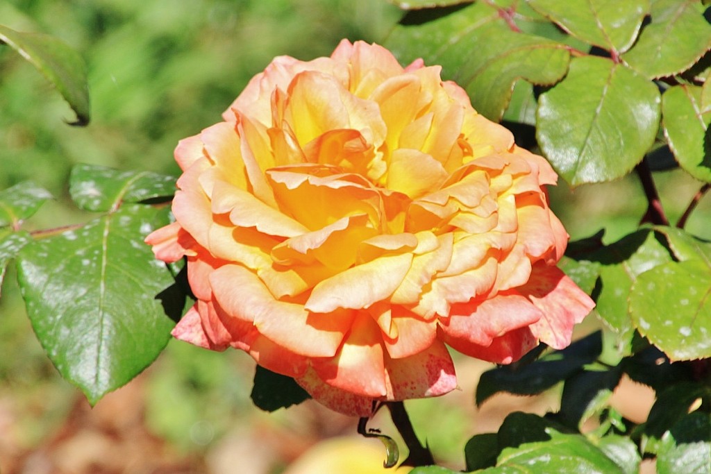 Foto: Exposición de rosas - Barcelona (Cataluña), España