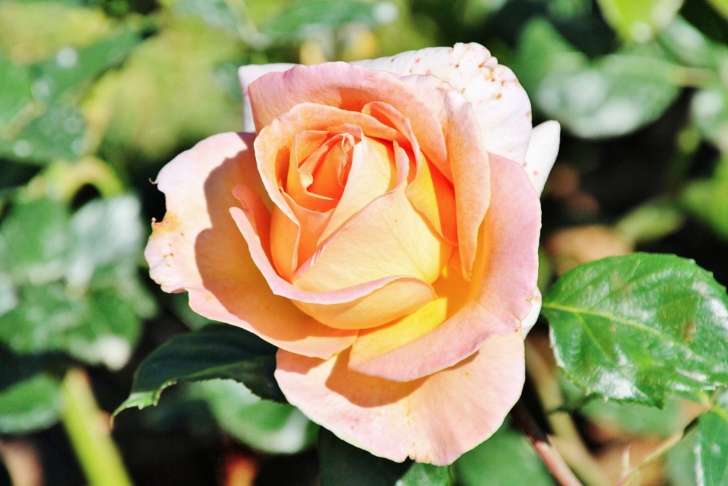 Foto: Exposición de rosas - Barcelona (Cataluña), España