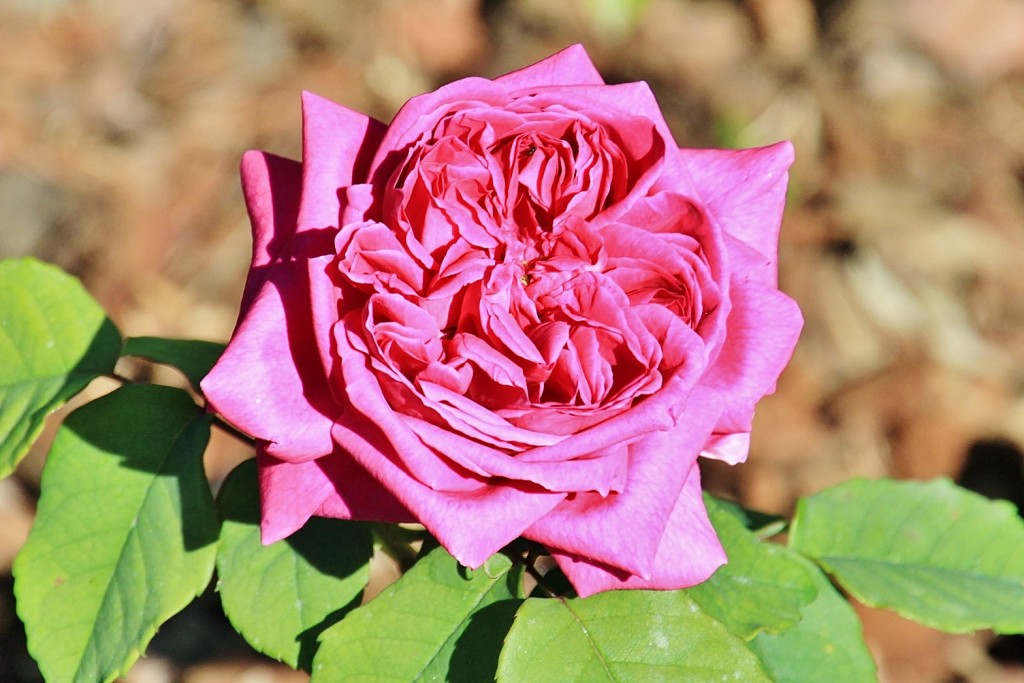 Foto: Exposición de rosas - Barcelona (Cataluña), España