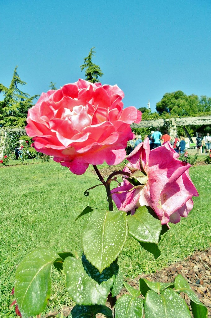 Foto: Exposición de rosas - Barcelona (Cataluña), España