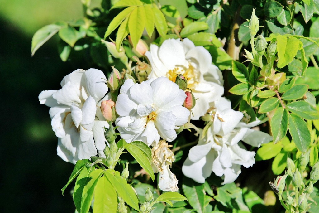 Foto: Exposición de rosas - Barcelona (Cataluña), España