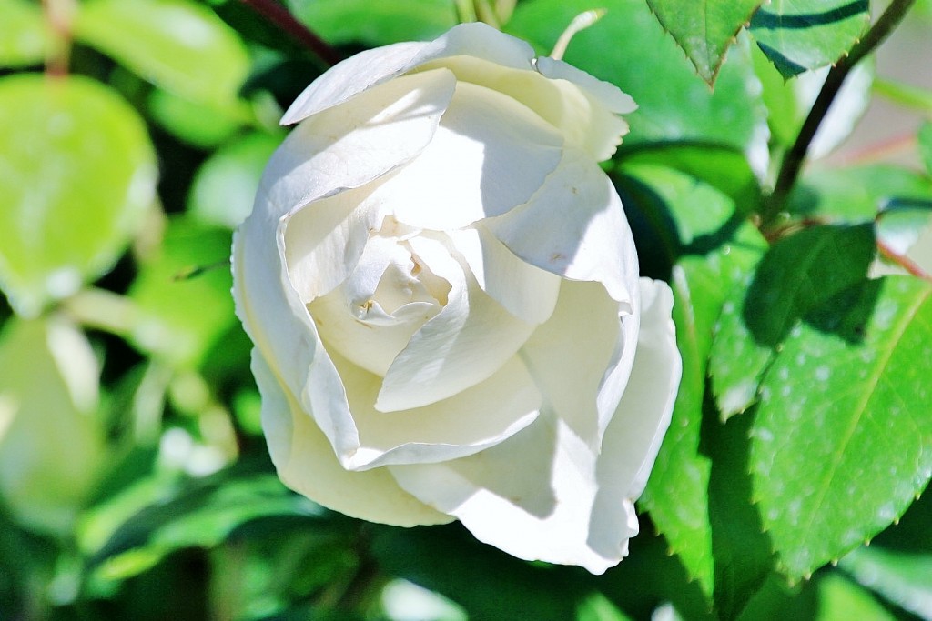 Foto: Exposición de rosas - Barcelona (Cataluña), España