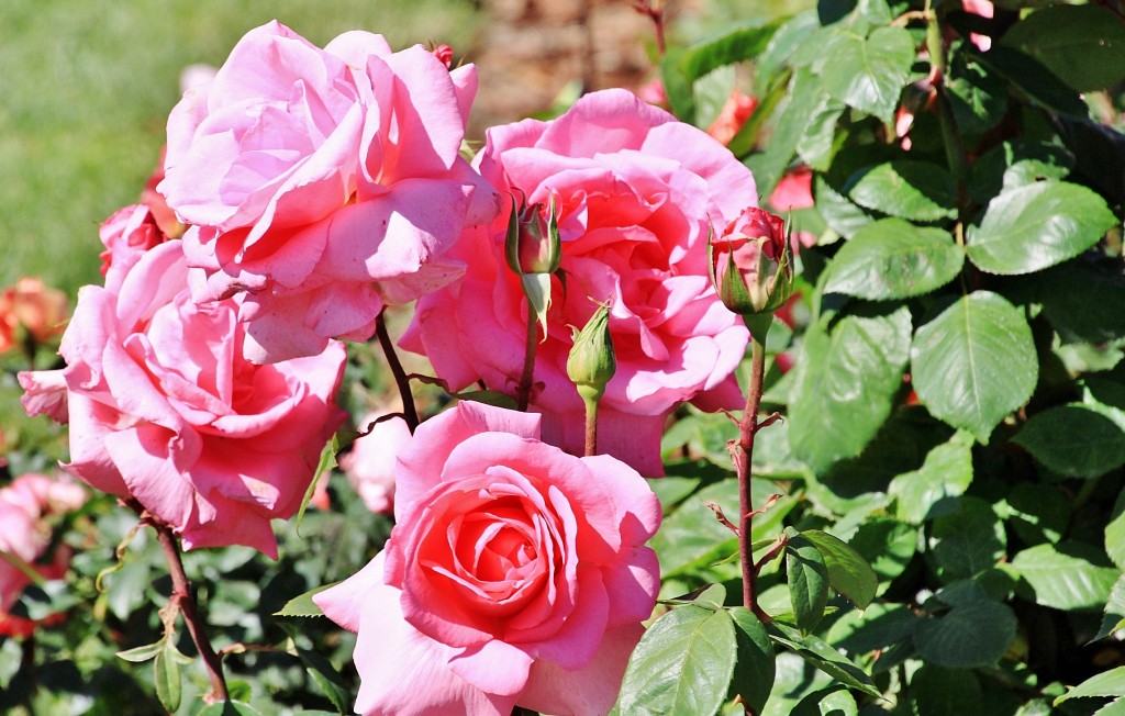 Foto: Exposición de rosas - Barcelona (Cataluña), España