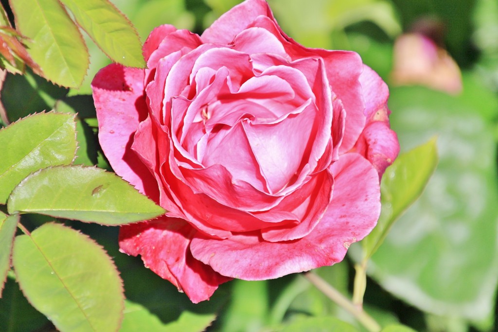 Foto: Exposición de rosas - Barcelona (Cataluña), España