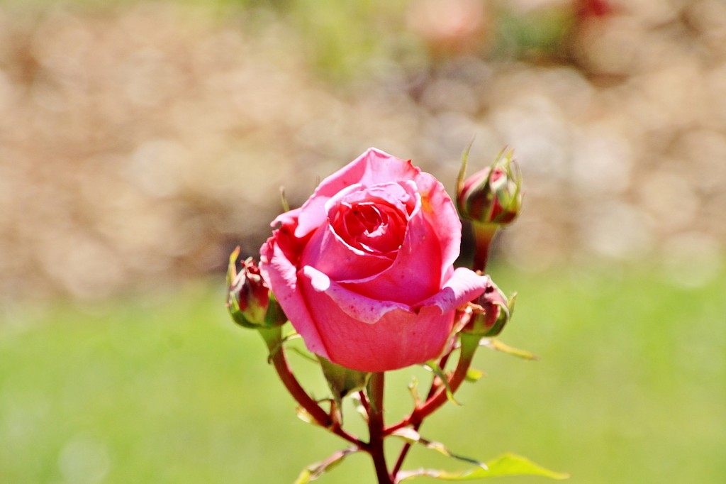 Foto: Exposición de rosas - Barcelona (Cataluña), España