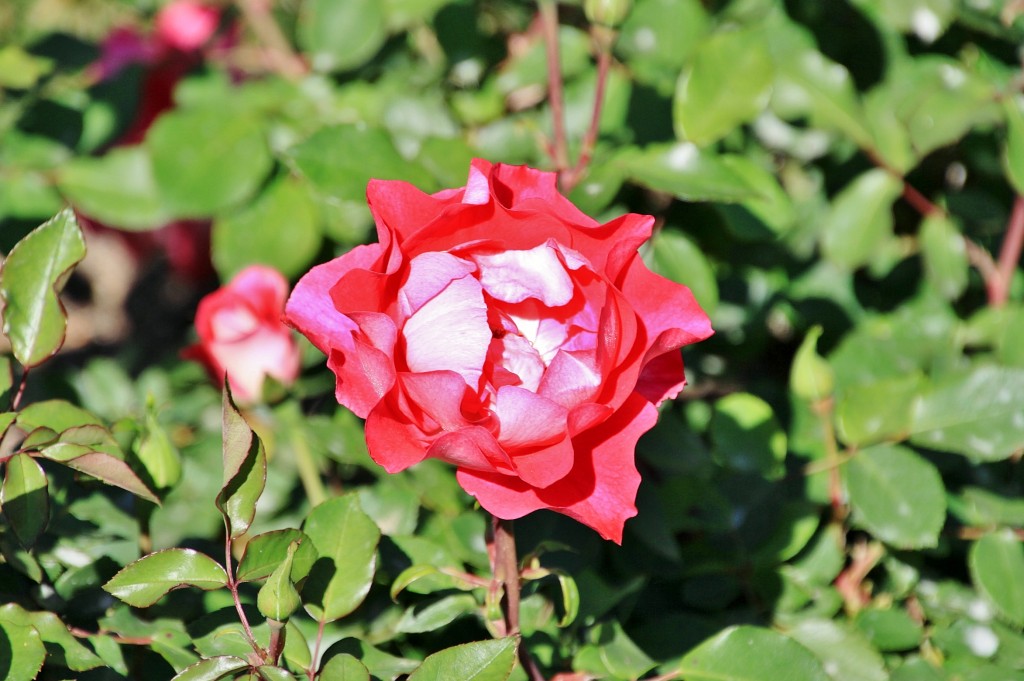 Foto: Exposición de rosas - Barcelona (Cataluña), España