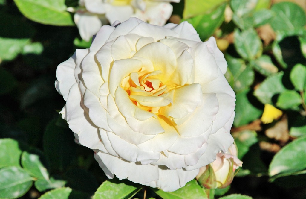 Foto: Exposición de rosas - Barcelona (Cataluña), España