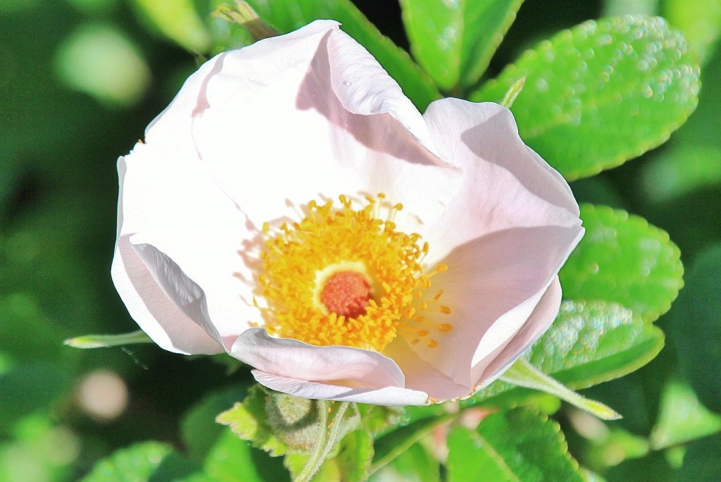 Foto: Exposición de rosas - Barcelona (Cataluña), España