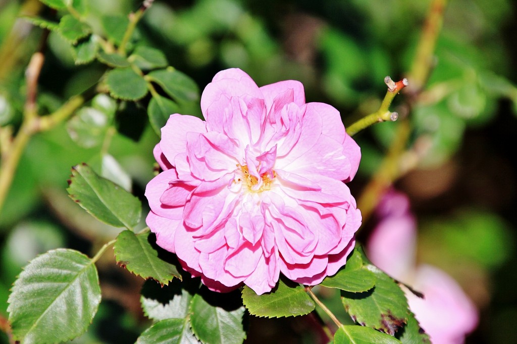 Foto: Exposición de rosas - Barcelona (Cataluña), España