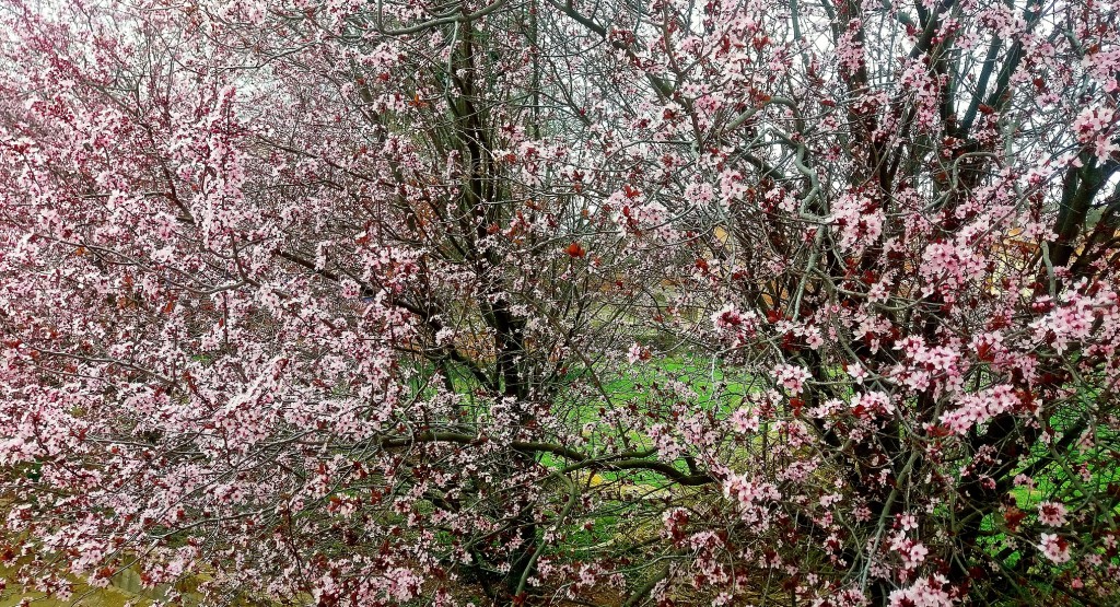 Foto: Arboles en flor - Anento (Zaragoza), España