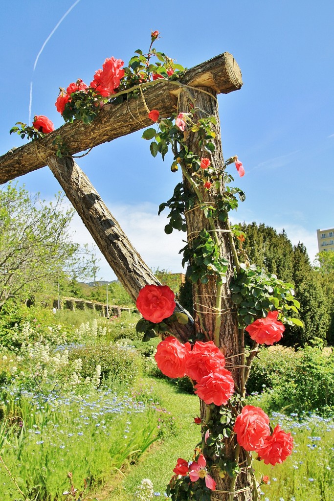 Foto: Exposición de rosas - Barcelona (Cataluña), España