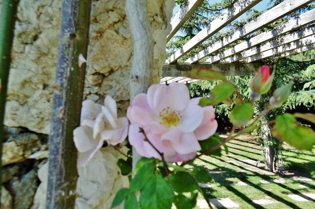 Foto: Exposición de rosas - Barcelona (Cataluña), España