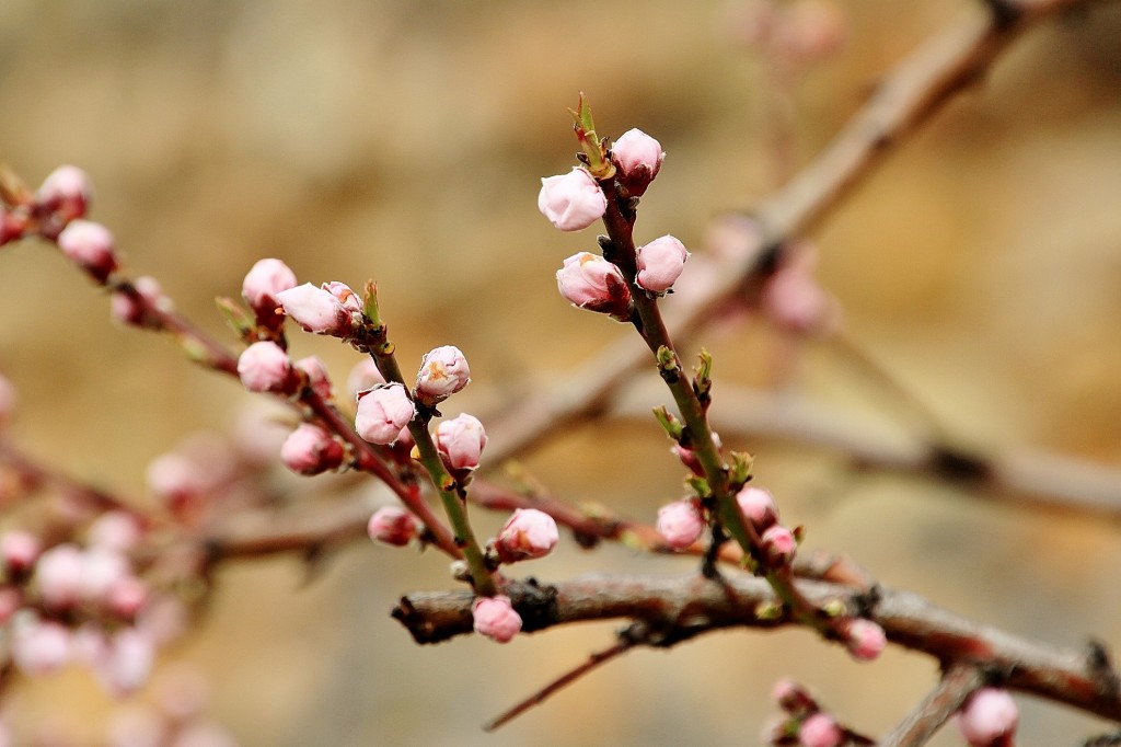 Foto: Arboles en flor - Anento (Zaragoza), España