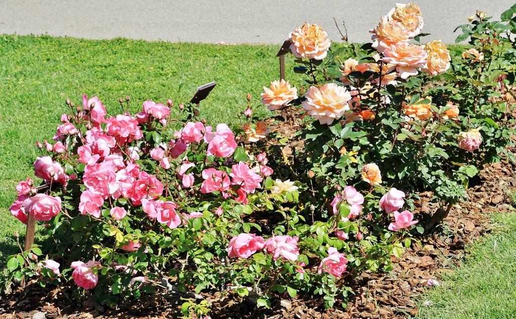 Foto: Exposición de rosas - Barcelona (Cataluña), España