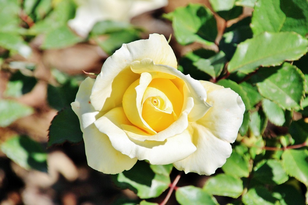 Foto: Exposición de rosas - Barcelona (Cataluña), España