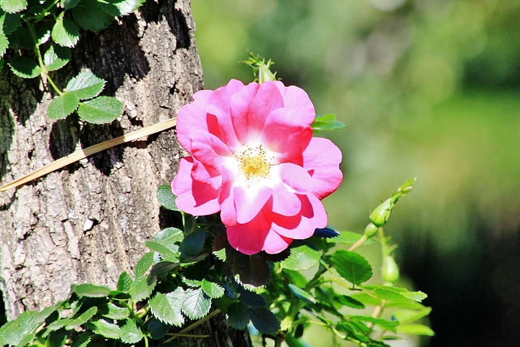 Foto: Exposición de rosas - Barcelona (Cataluña), España