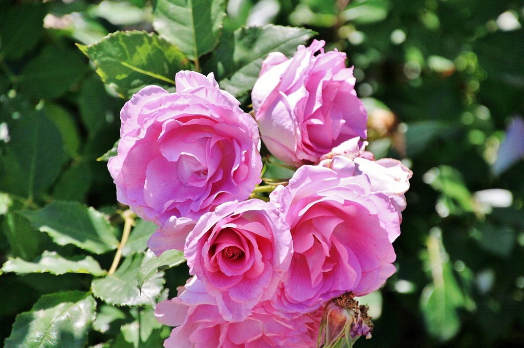 Foto: Exposición de rosas - Barcelona (Cataluña), España